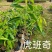 奇楠沉香虎斑棋一代苗，二代苗沉香树苗奇楠沉香树苗基地批发