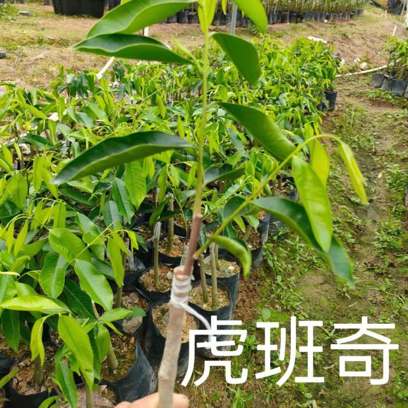 奇楠沉香虎斑棋一代苗，二代苗沉香树苗奇楠沉香树苗基地批发