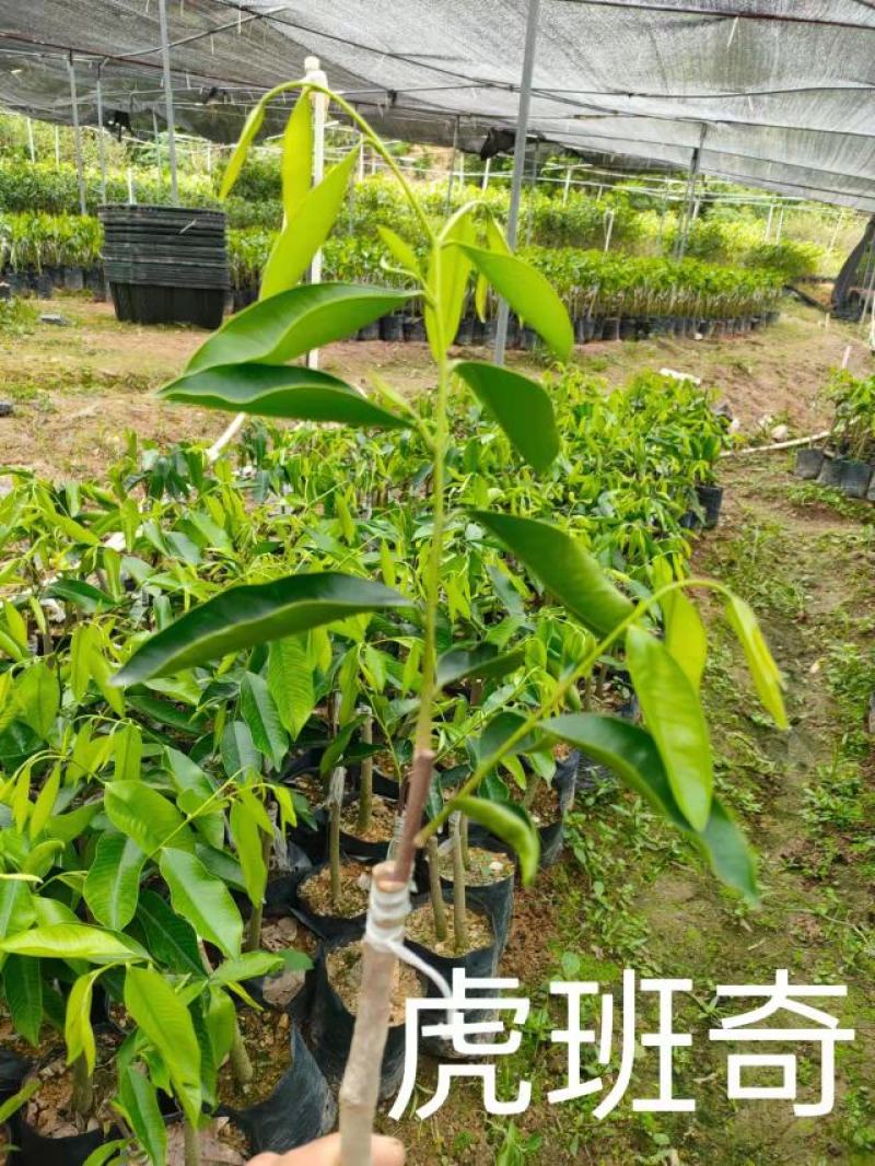 奇楠沉香虎斑棋一代苗，二代苗沉香树苗奇楠沉香树苗基地批发