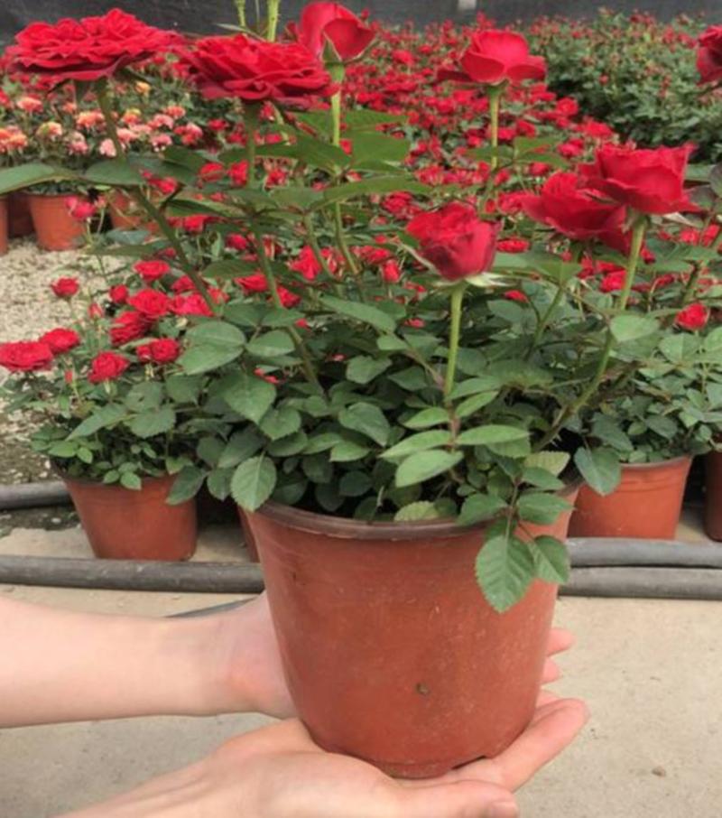 欧洲月季盆栽玫瑰带花苞四季开花不断阳台庭院花卉植物
