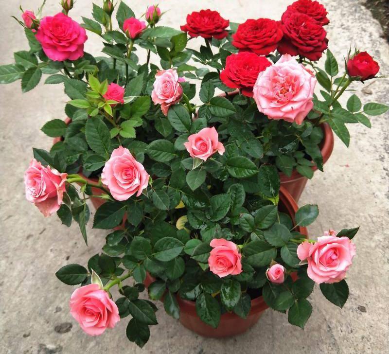 欧洲月季盆栽玫瑰带花苞四季开花不断阳台庭院花卉植物