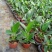 金钻盆栽植物绿公主水培办公室万年青绿植除甲醛多肉室内花卉