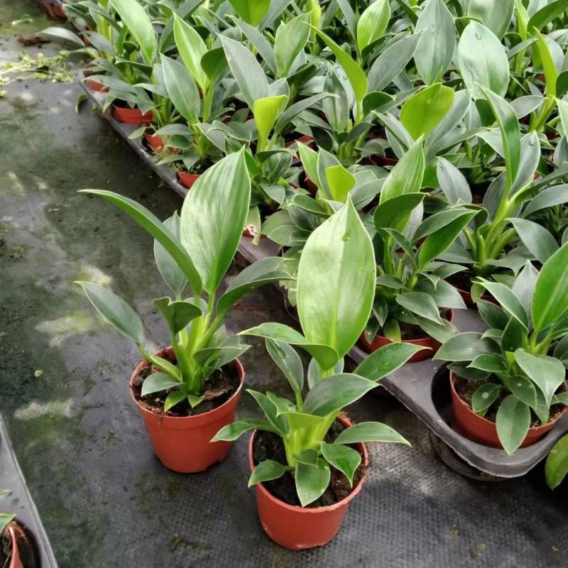 金钻盆栽植物绿公主水培办公室万年青绿植除甲醛多肉室内花卉