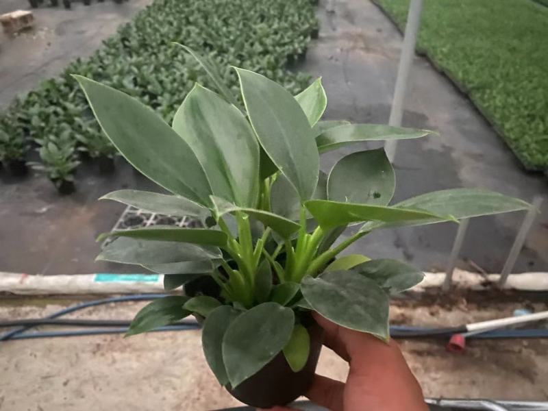 金钻盆栽植物绿公主水培办公室万年青绿植除甲醛多肉室内花卉