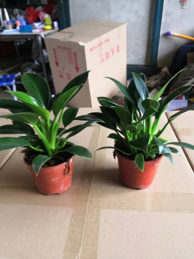 金钻盆栽植物绿公主水培办公室万年青绿植除甲醛多肉室内花卉