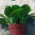 金钻盆栽植物绿公主水培办公室万年青绿植除甲醛多肉室内花卉