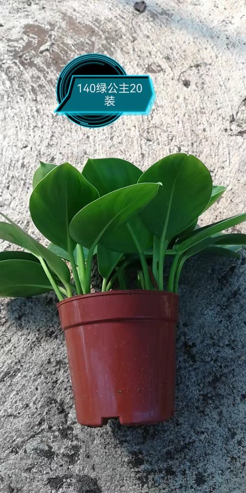 金钻盆栽植物绿公主水培办公室万年青绿植除甲醛多肉室内花卉