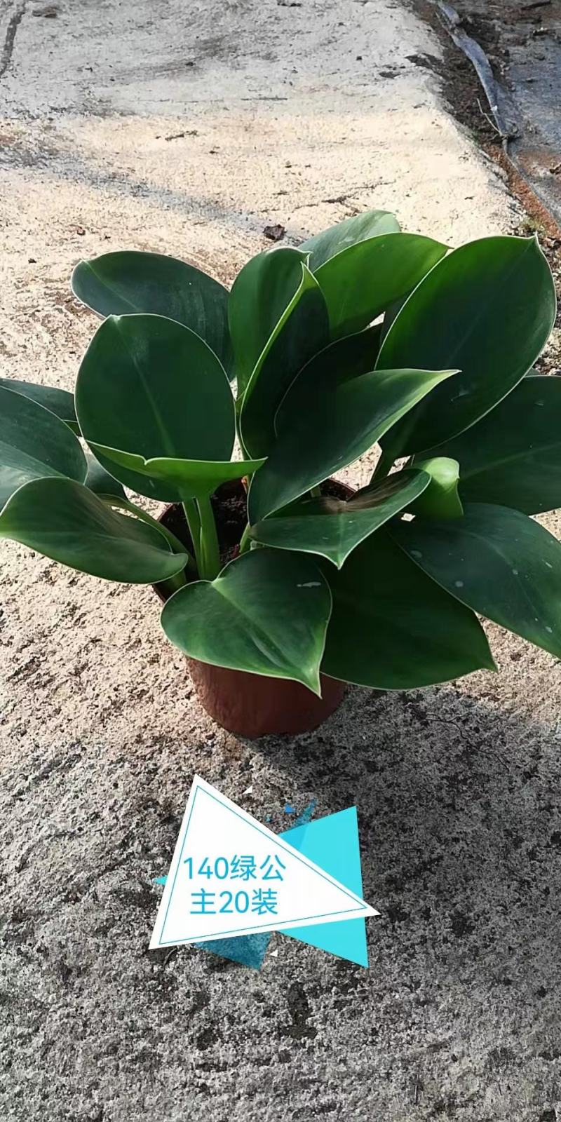 金钻盆栽植物绿公主水培办公室万年青绿植除甲醛多肉室内花卉