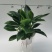 金钻盆栽植物绿公主水培办公室万年青绿植除甲醛多肉室内花卉