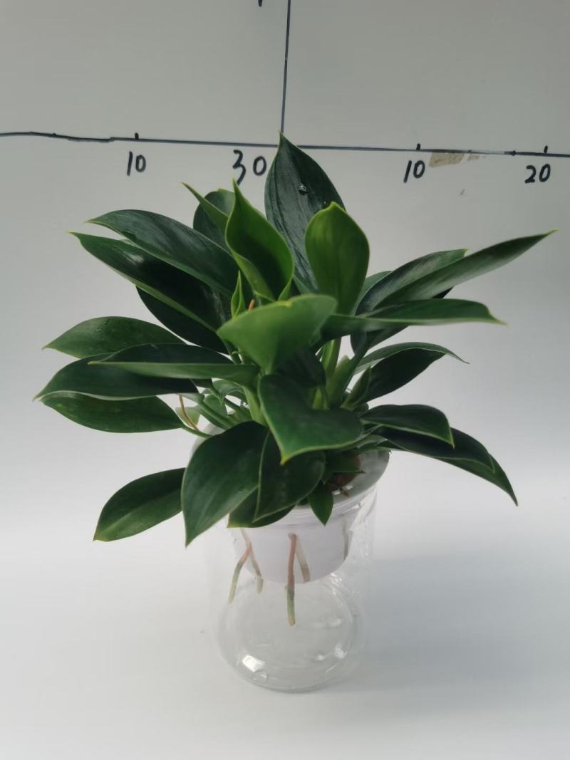 金钻盆栽植物绿公主水培办公室万年青绿植除甲醛多肉室内花卉