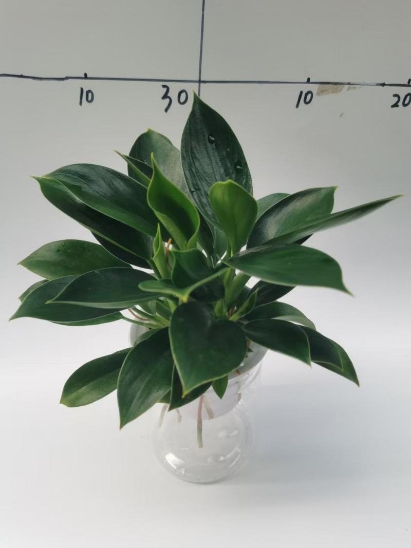 金钻盆栽植物绿公主水培办公室万年青绿植除甲醛多肉室内花卉