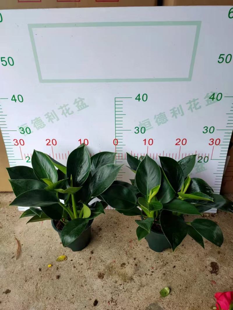 金钻盆栽植物绿公主水培办公室万年青绿植除甲醛多肉室内花卉