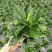 金钻盆栽植物绿公主水培办公室万年青绿植除甲醛多肉室内花卉