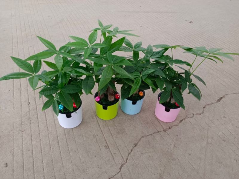 发财树盆栽室内室外居家常备绿植盆栽园林绿化花镜景观常备品