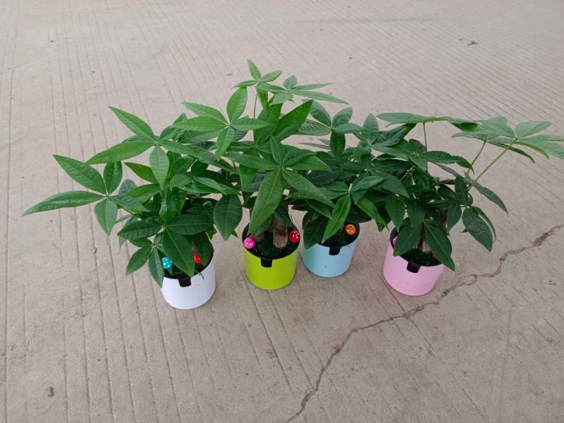 发财树盆栽室内室外居家常备绿植盆栽园林绿化花镜景观常备品