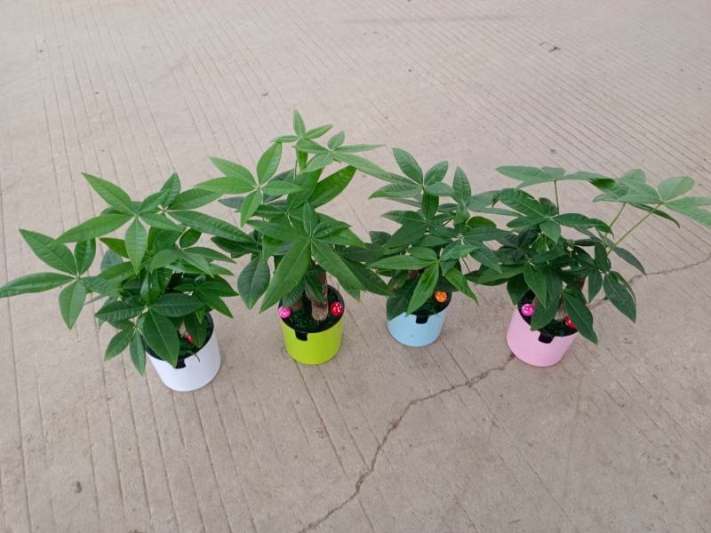 发财树盆栽室内室外居家常备绿植盆栽园林绿化花镜景观常备品