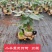 发财树盆栽室内室外居家常备绿植盆栽园林绿化花镜景观常备品