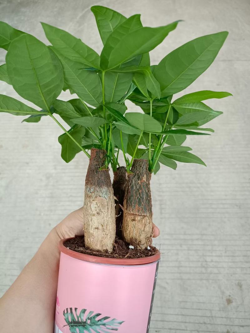 发财树盆栽室内室外居家常备绿植盆栽园林绿化花镜景观常备品