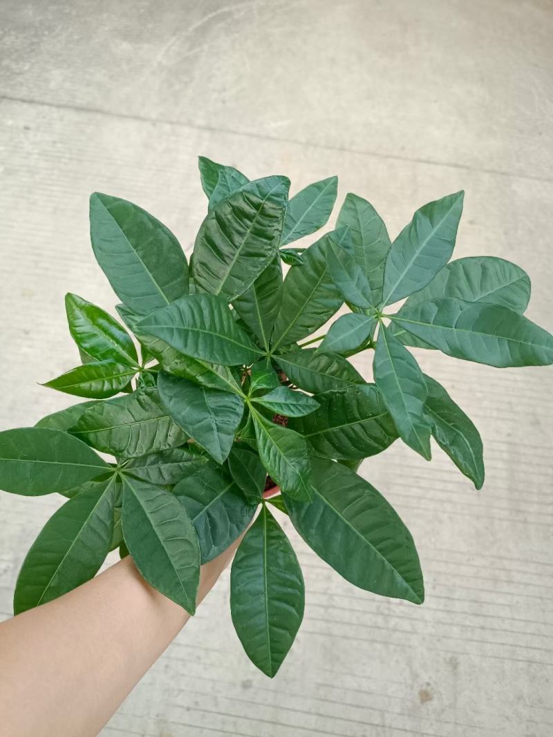 发财树盆栽室内室外居家常备绿植盆栽园林绿化花镜景观常备品