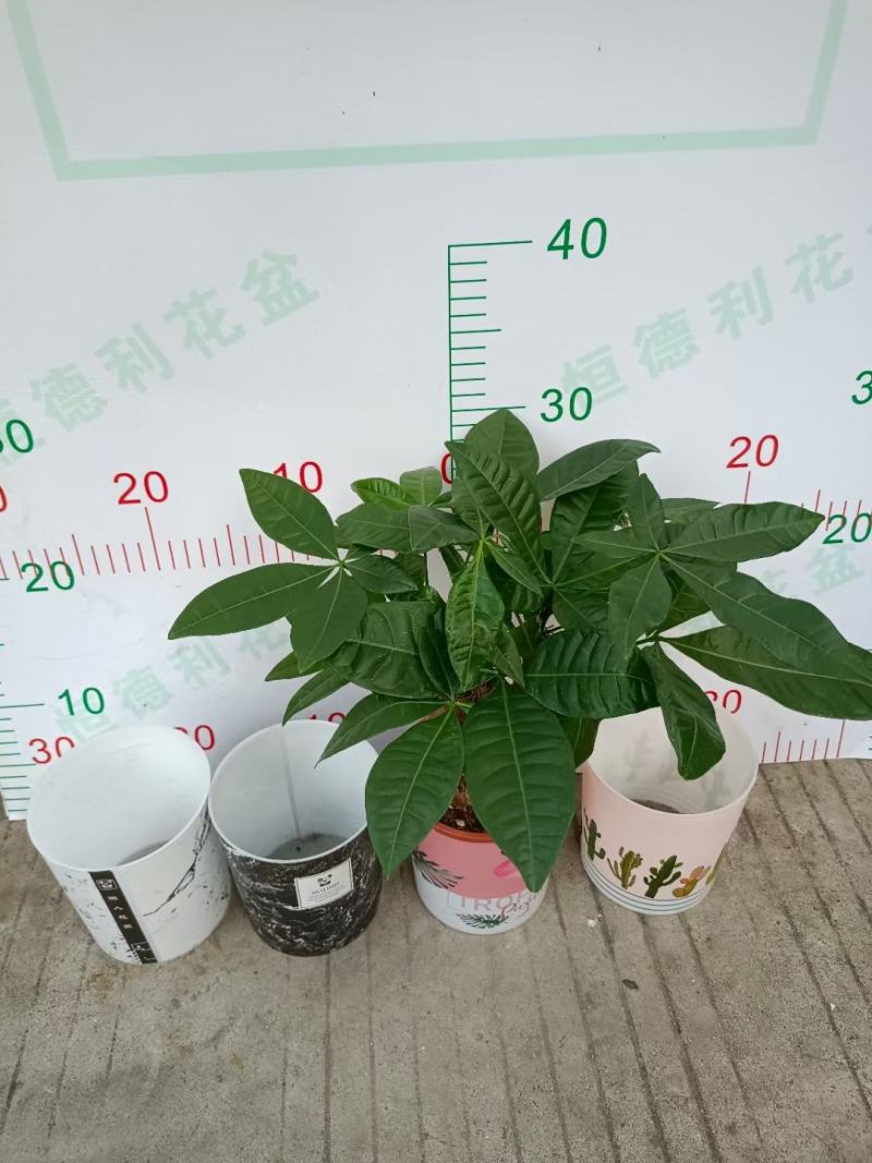 发财树盆栽室内室外居家常备绿植盆栽园林绿化花镜景观常备品