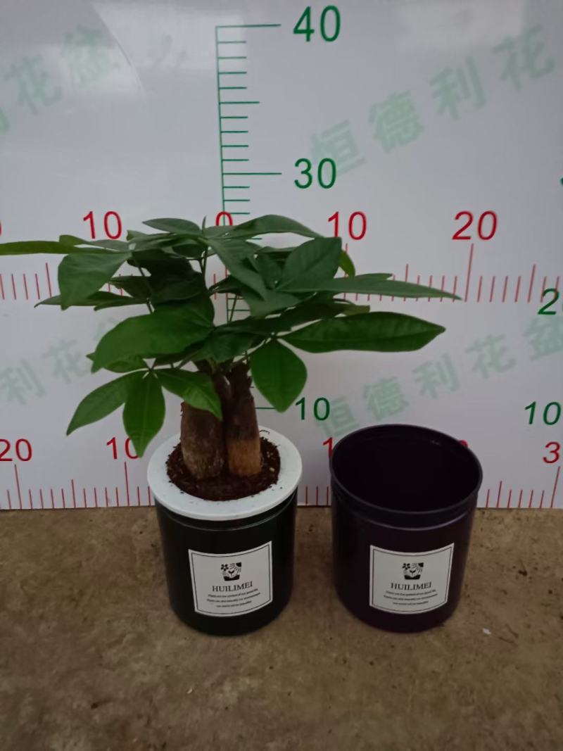 发财树盆栽室内室外居家常备绿植盆栽园林绿化花镜景观常备品