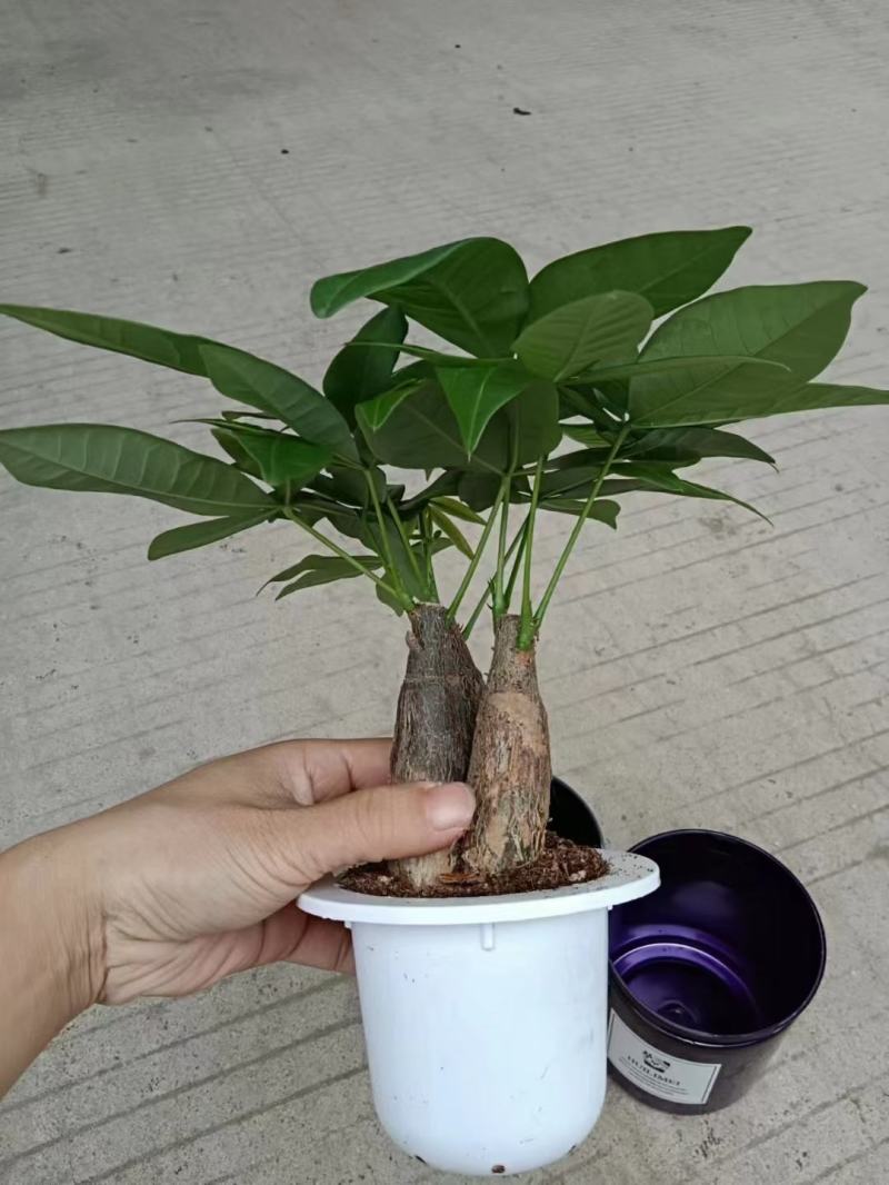 发财树盆栽室内室外居家常备绿植盆栽园林绿化花镜景观常备品