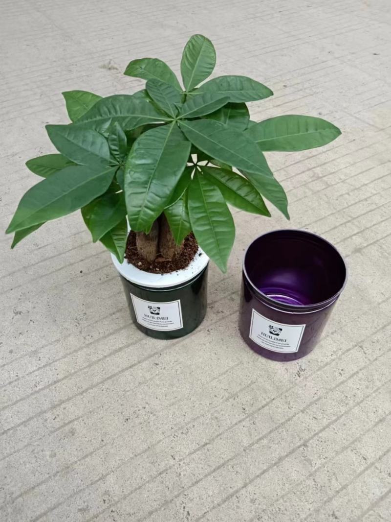 发财树盆栽室内室外居家常备绿植盆栽园林绿化花镜景观常备品