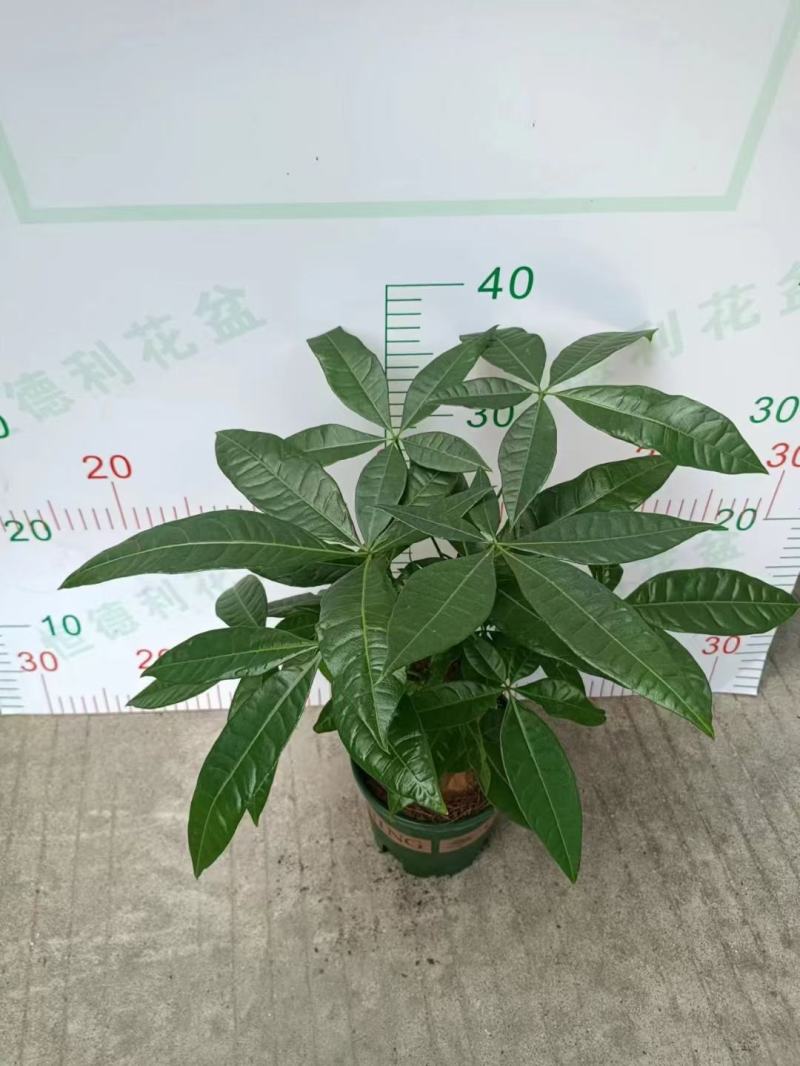 发财树盆栽室内室外居家常备绿植盆栽园林绿化花镜景观常备品