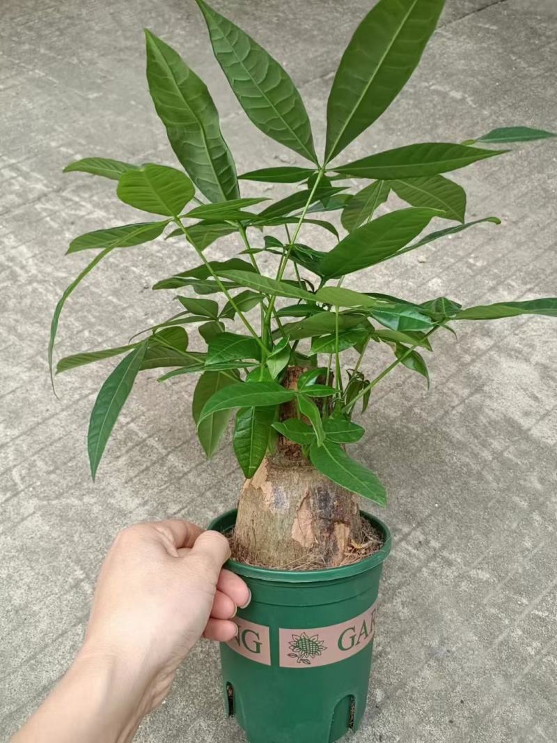 发财树盆栽室内室外居家常备绿植盆栽园林绿化花镜景观常备品