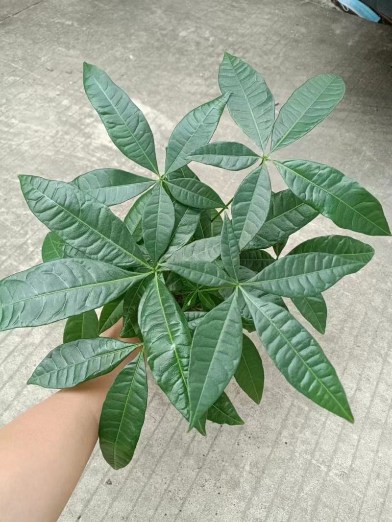 发财树盆栽室内室外居家常备绿植盆栽园林绿化花镜景观常备品