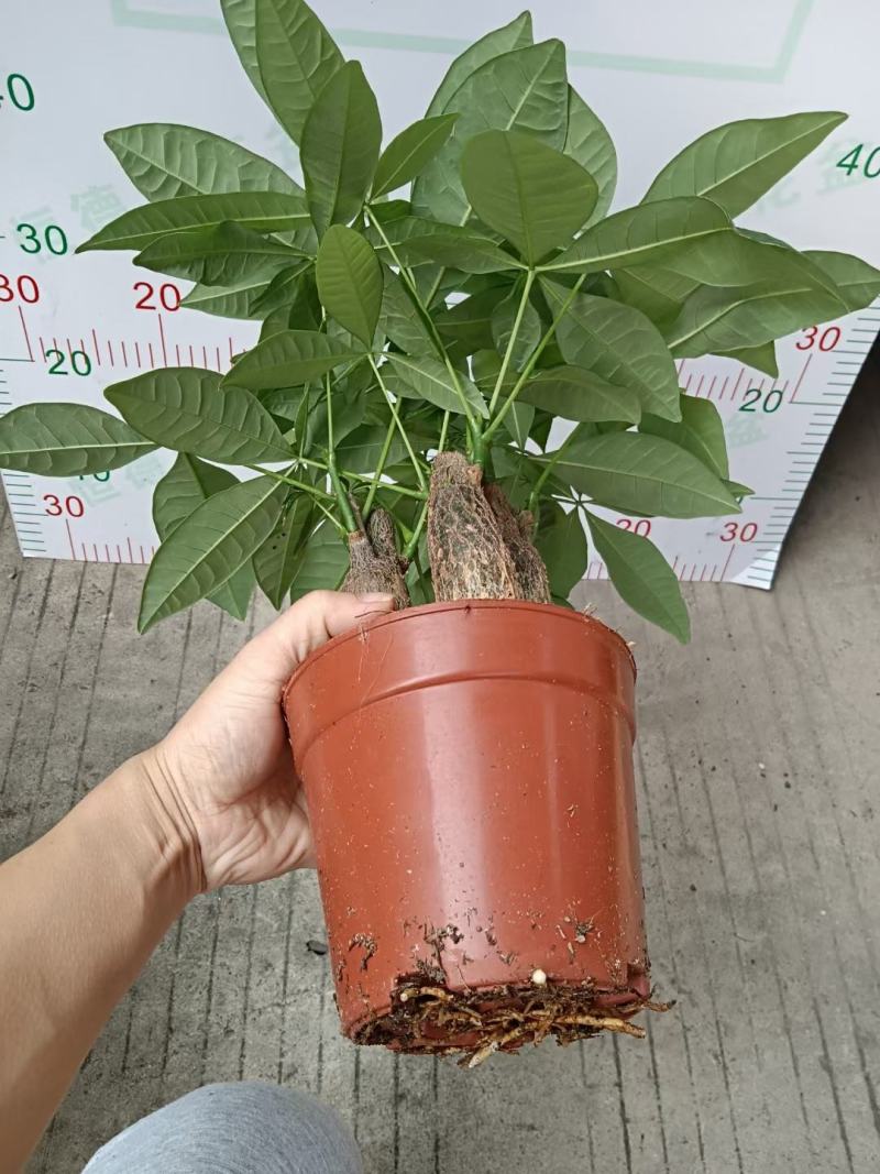发财树盆栽室内室外居家常备绿植盆栽园林绿化花镜景观常备品