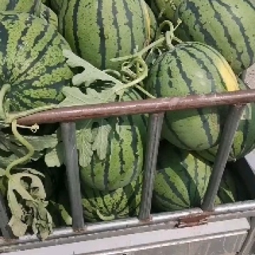 西瓜大量上市