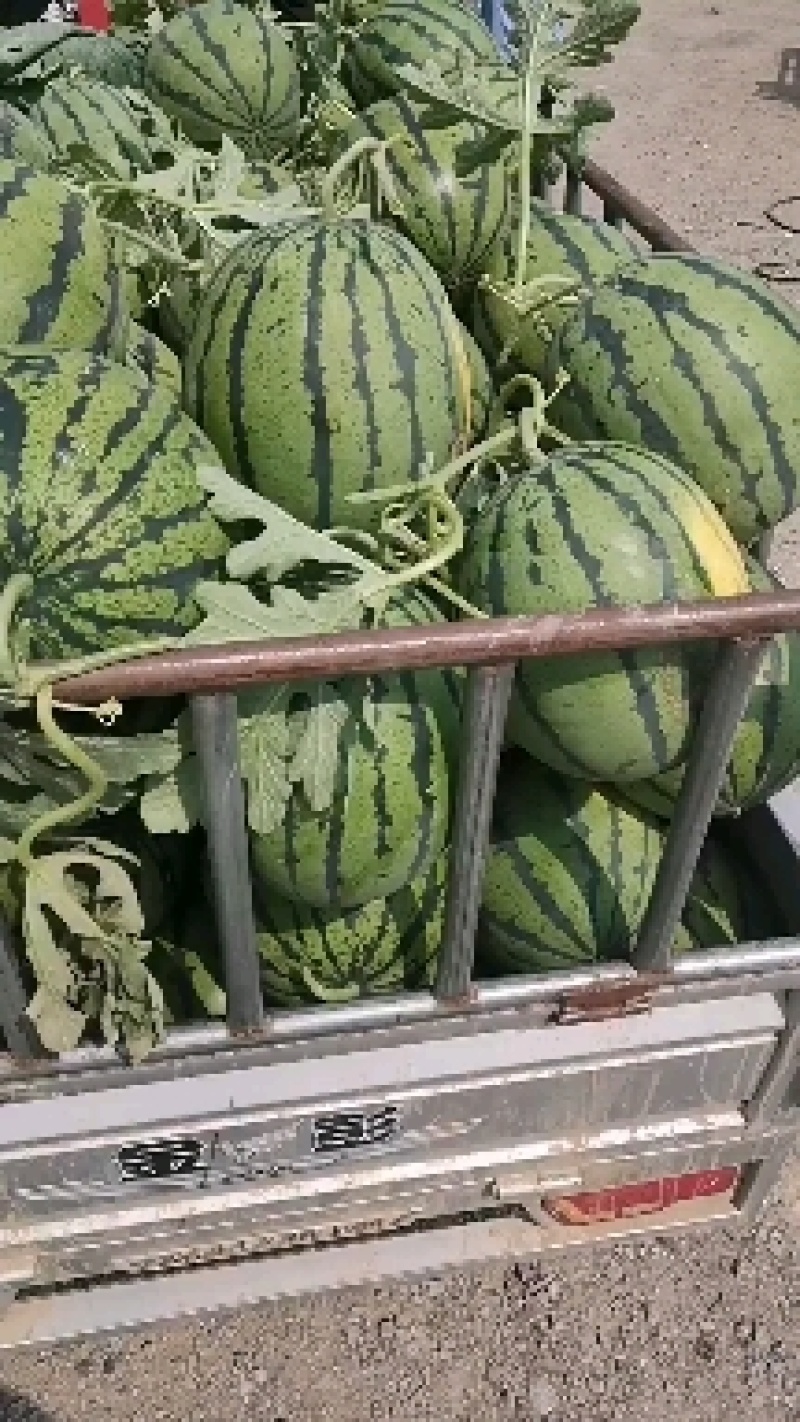 西瓜大量上市