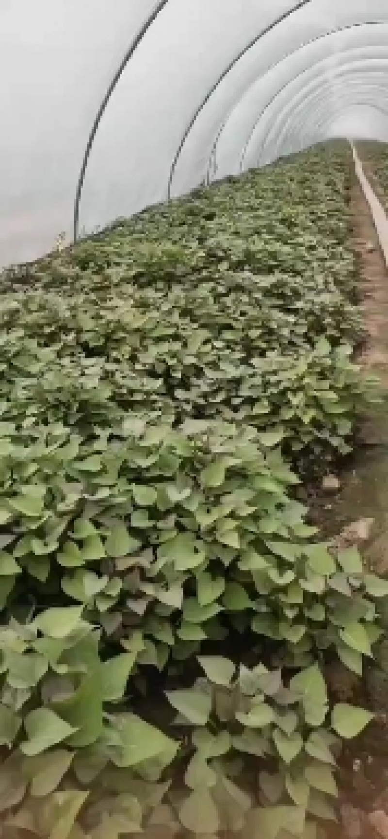 西瓜红，红薯苗细甜，无丝，有小蜜薯之称