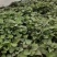 西瓜红，红薯苗细甜，无丝，有小蜜薯之称