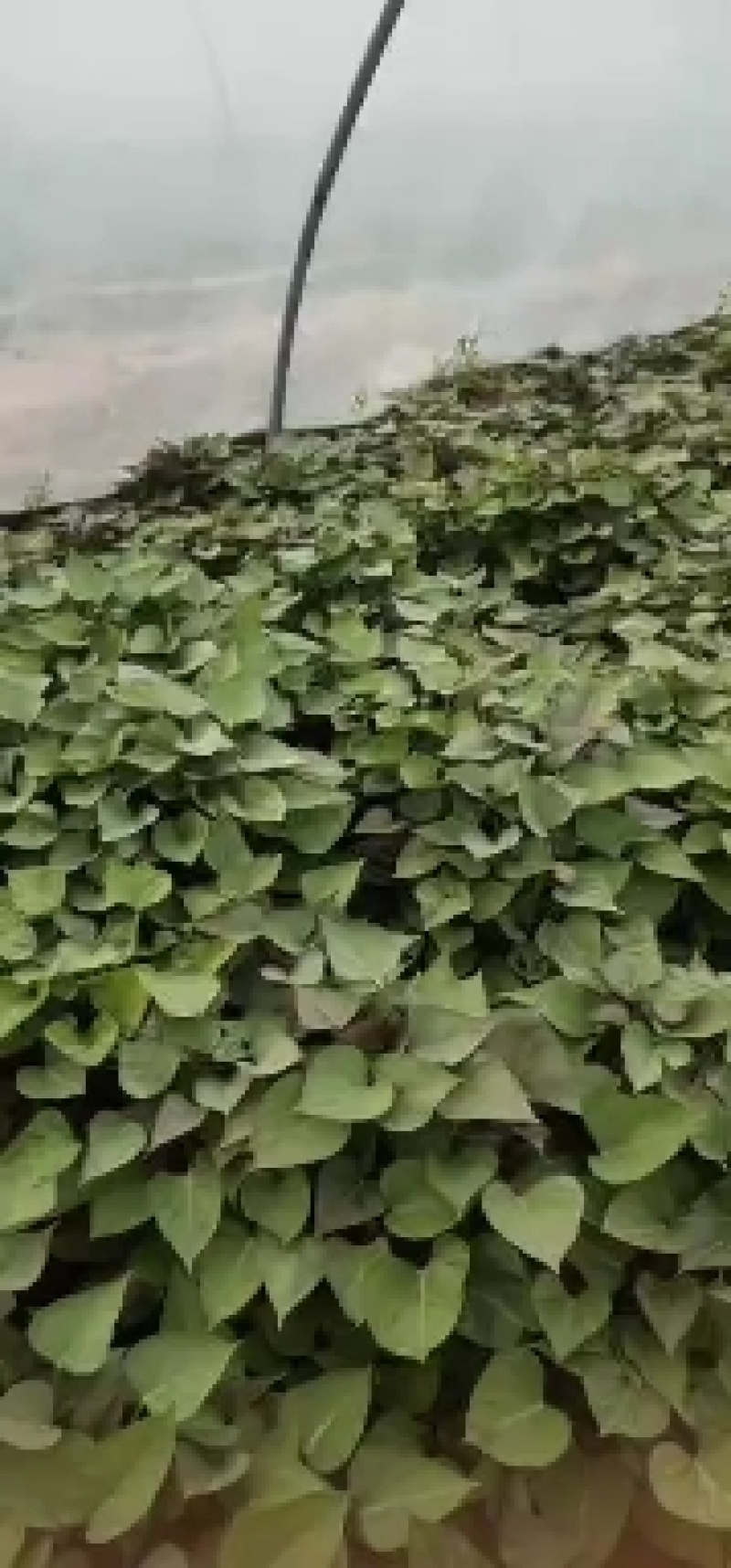 西瓜红，红薯苗细甜，无丝，有小蜜薯之称