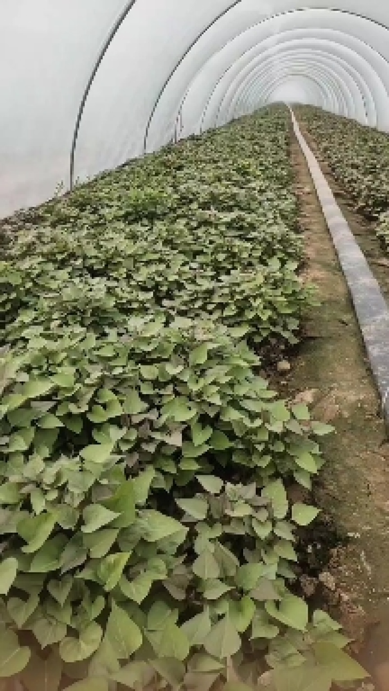 西瓜红，红薯苗细甜，无丝，有小蜜薯之称