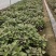 西瓜红，红薯苗细甜，无丝，有小蜜薯之称