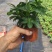 八方来财鸭脚木盆栽花卉绿植室内盆景八方来财观叶绿植七叶莲
