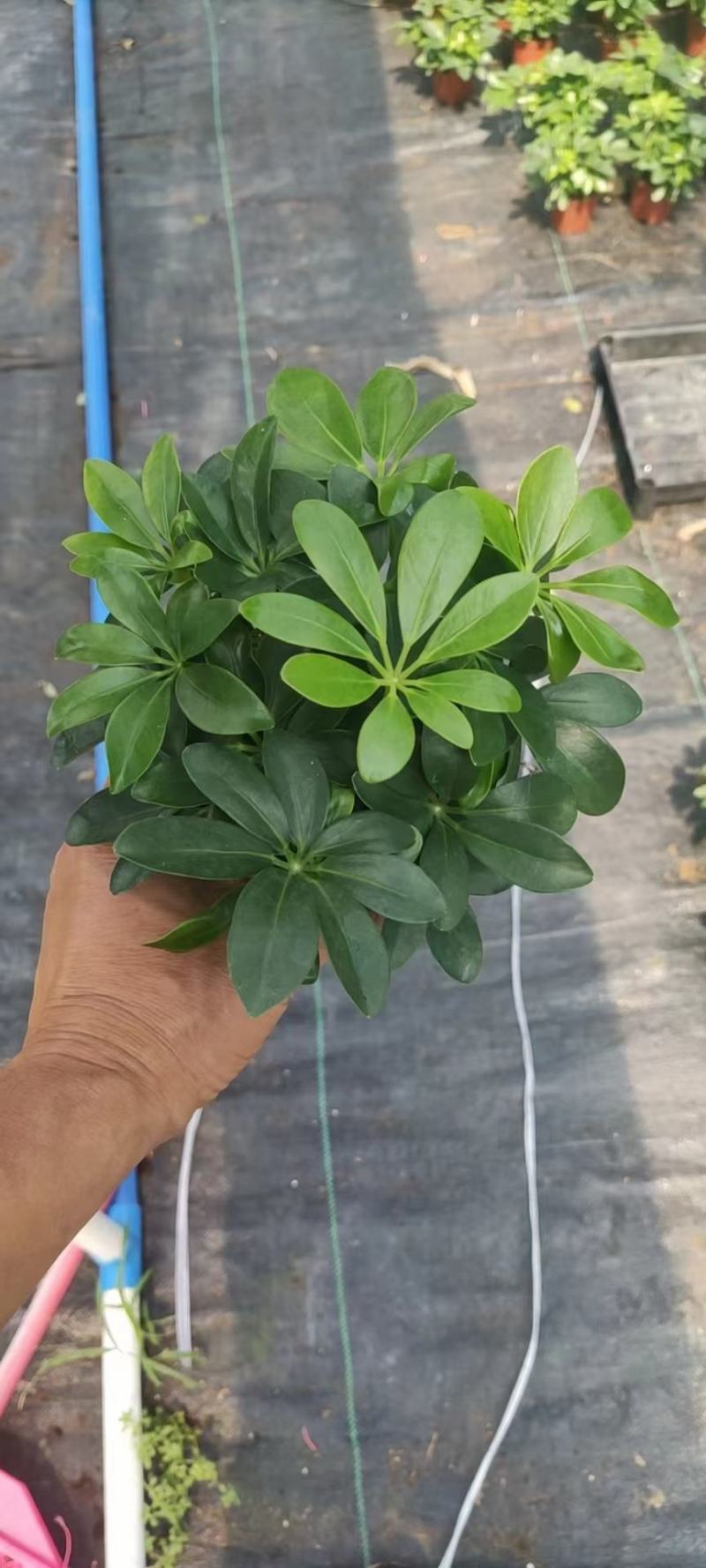 八方来财鸭脚木盆栽花卉绿植室内盆景八方来财观叶绿植七叶莲