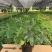 八方来财鸭脚木盆栽花卉绿植室内盆景八方来财观叶绿植七叶莲