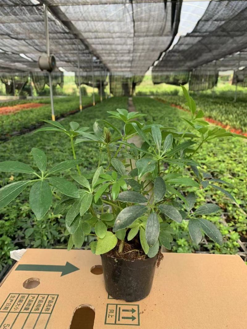 八方来财鸭脚木盆栽花卉绿植室内盆景八方来财观叶绿植七叶莲