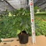 八方来财鸭脚木盆栽花卉绿植室内盆景八方来财观叶绿植七叶莲