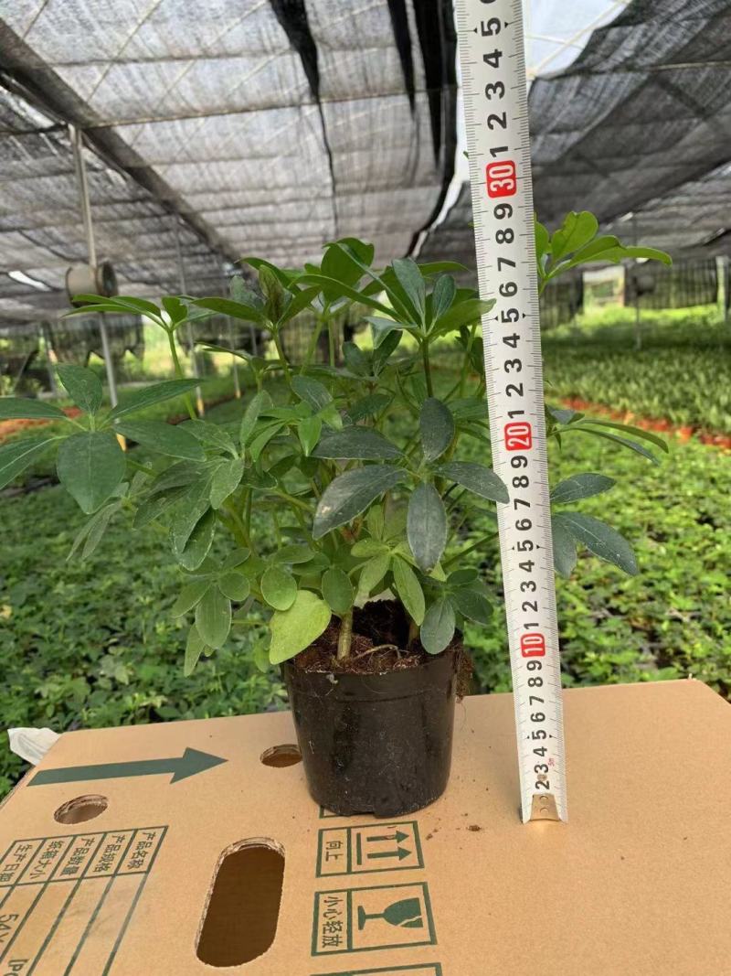 八方来财鸭脚木盆栽花卉绿植室内盆景八方来财观叶绿植七叶莲