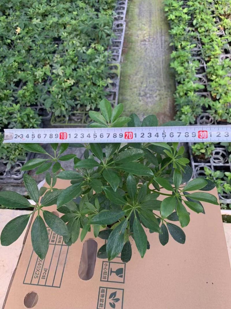 八方来财鸭脚木盆栽花卉绿植室内盆景八方来财观叶绿植七叶莲