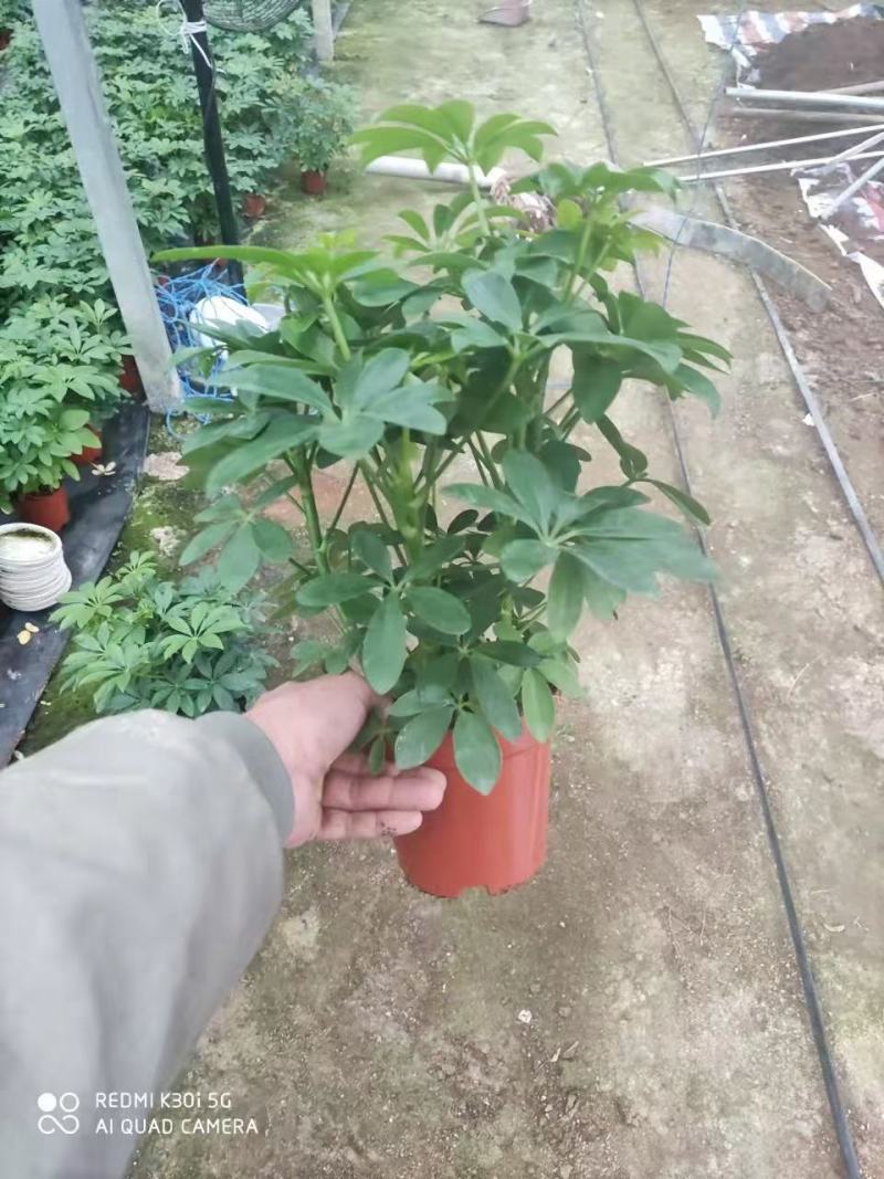 八方来财鸭脚木盆栽花卉绿植室内盆景八方来财观叶绿植七叶莲