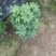 八方来财鸭脚木盆栽花卉绿植室内盆景八方来财观叶绿植七叶莲