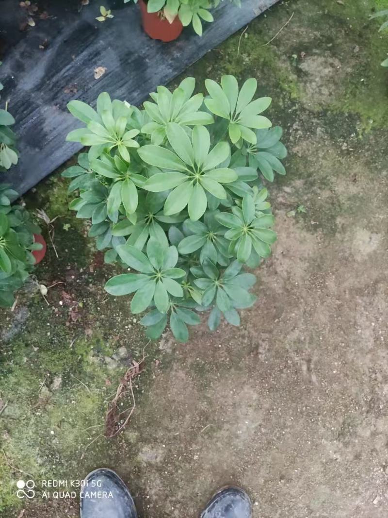 八方来财鸭脚木盆栽花卉绿植室内盆景八方来财观叶绿植七叶莲
