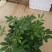 八方来财鸭脚木盆栽花卉绿植室内盆景八方来财观叶绿植七叶莲