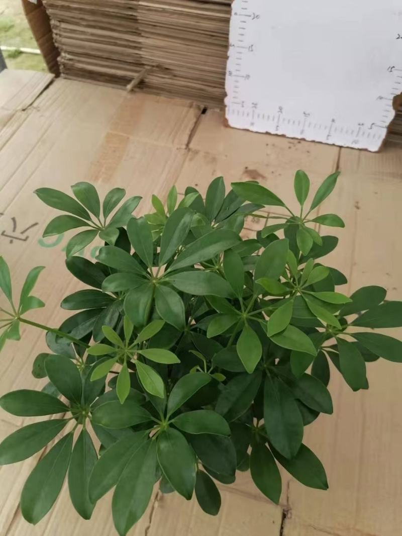 八方来财鸭脚木盆栽花卉绿植室内盆景八方来财观叶绿植七叶莲